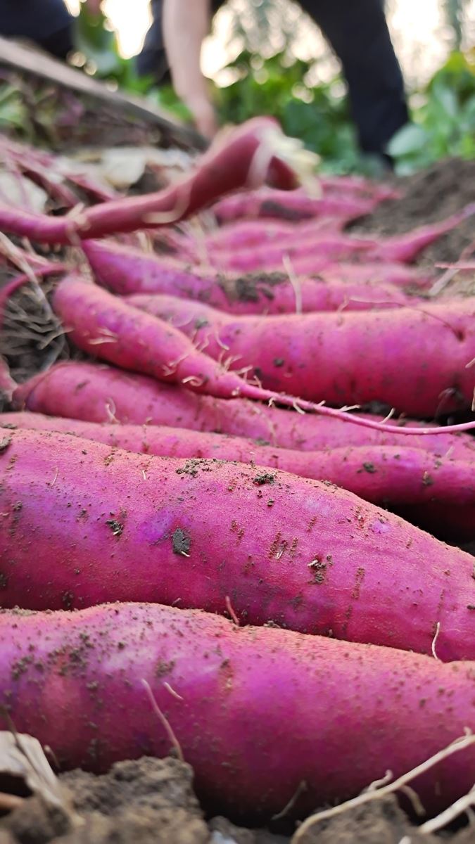 Bodog����-�����ɾͷǷ�,����Ʒ������